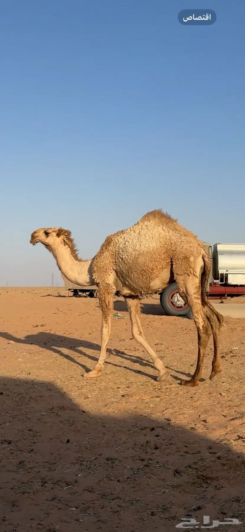 قعود فحل 1