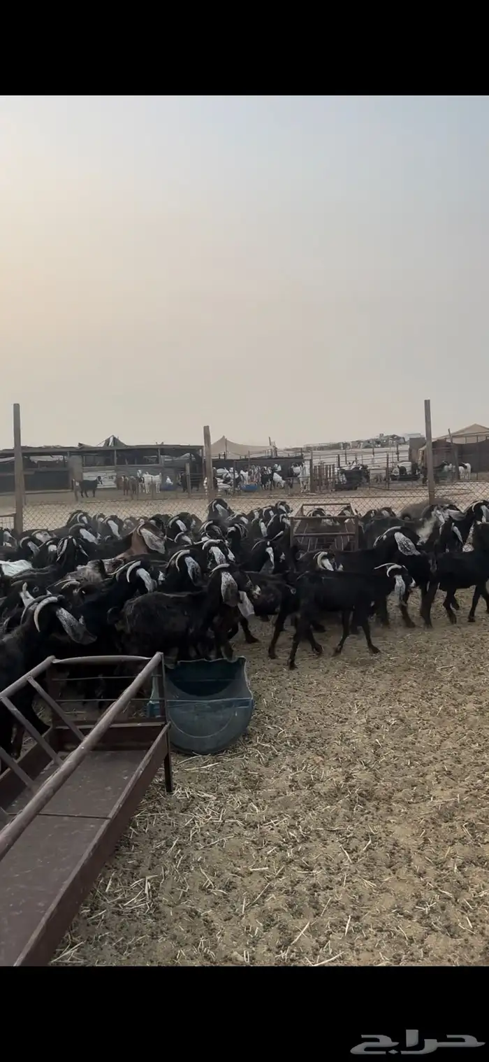 مراح معزا عوارض 120 تحتها 60 تم البيع 3
