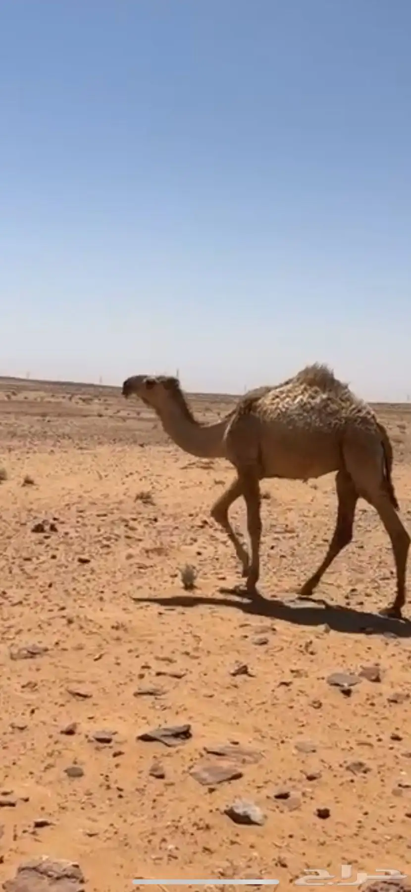 قعود فحل 2