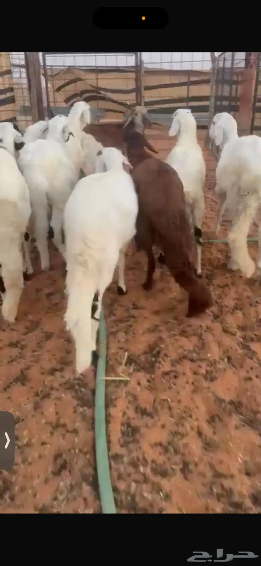 ذبايح ذبح توصيل 2
