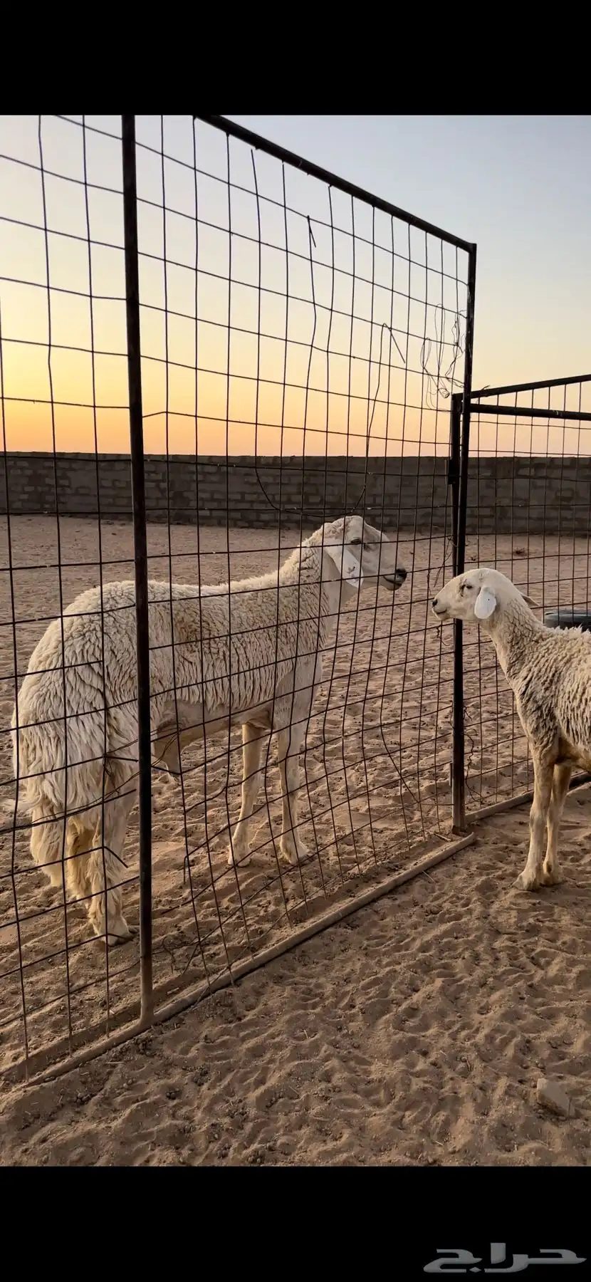 خروف حري صنف بيع مستعجل 0