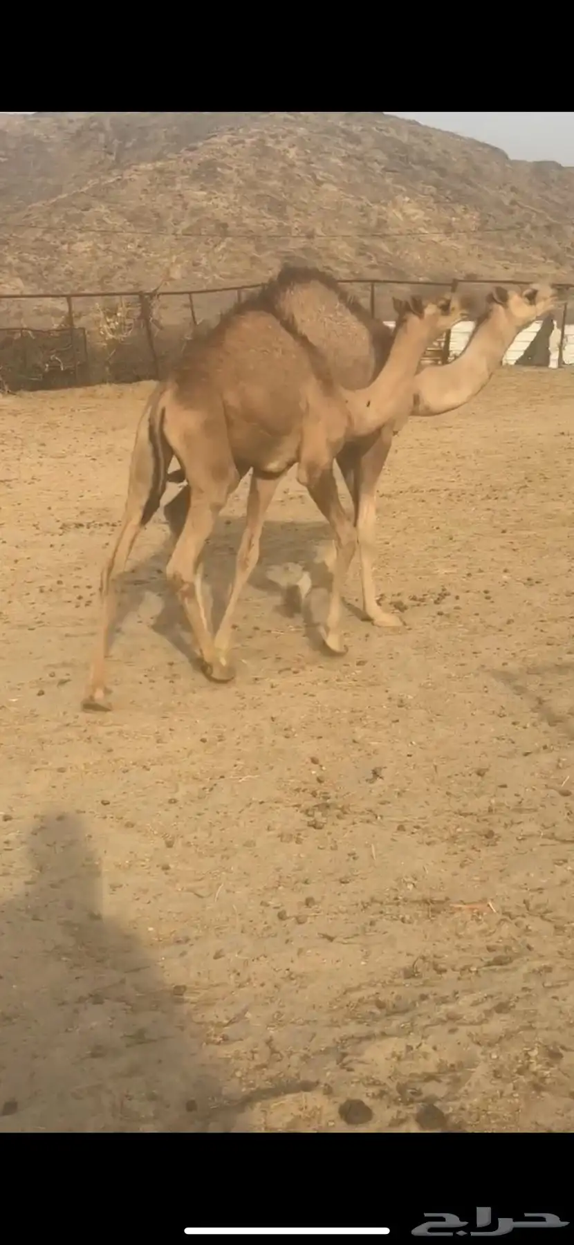 حشوان قعدان لبانيه من مراحي 7