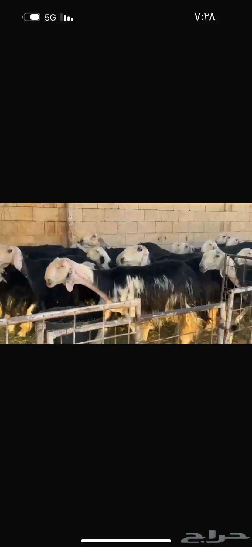 عرض بيع نجد مواليد 27تحتها 27 7