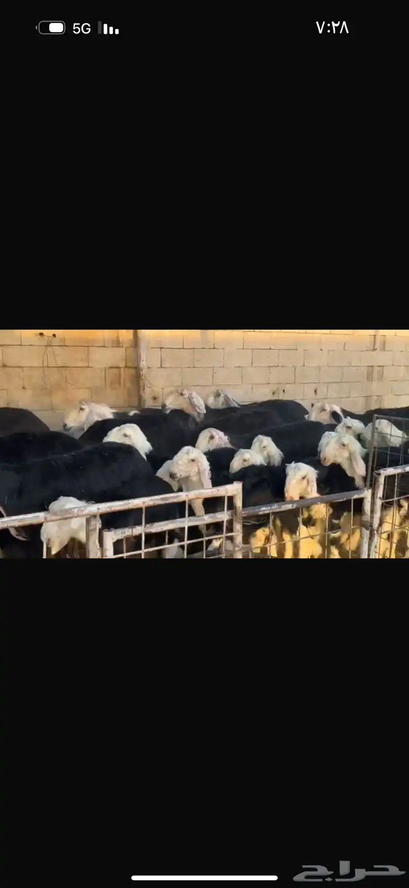 عرض بيع نجد مواليد 27تحتها 27 1