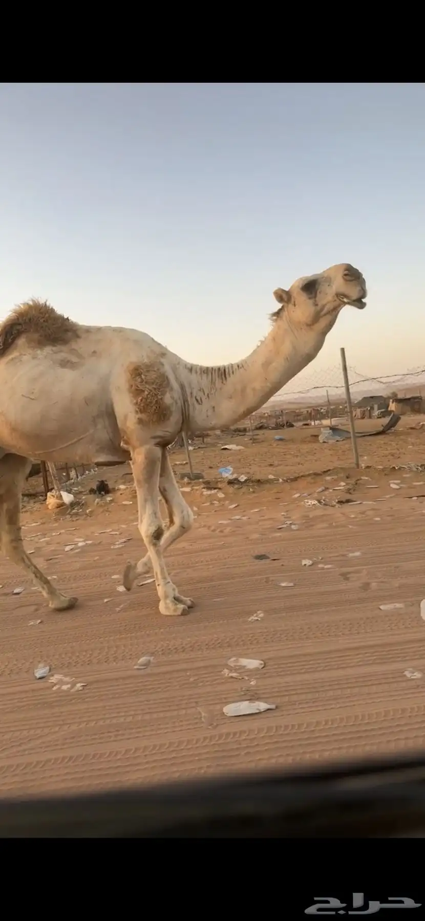 بعير للبيع 0