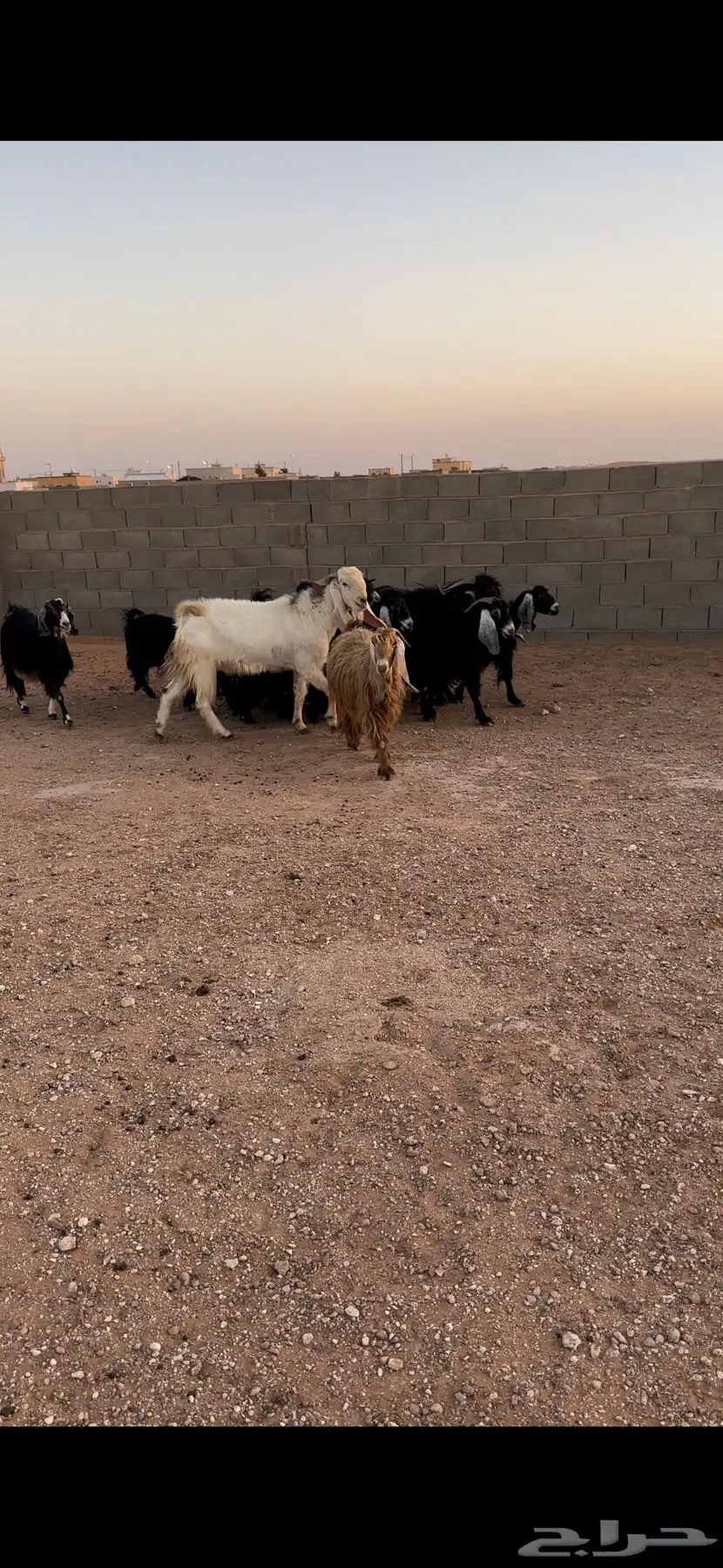 معزا مراح للبيع 1