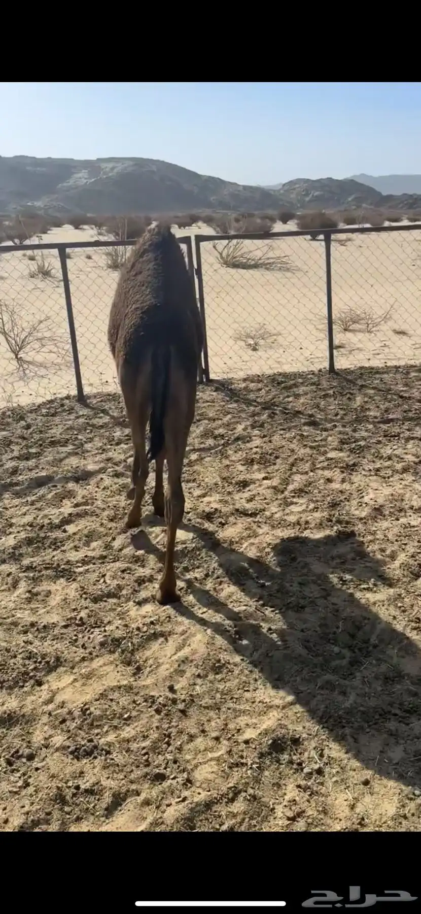حشوان قعدان لبانيه من مراحي 3
