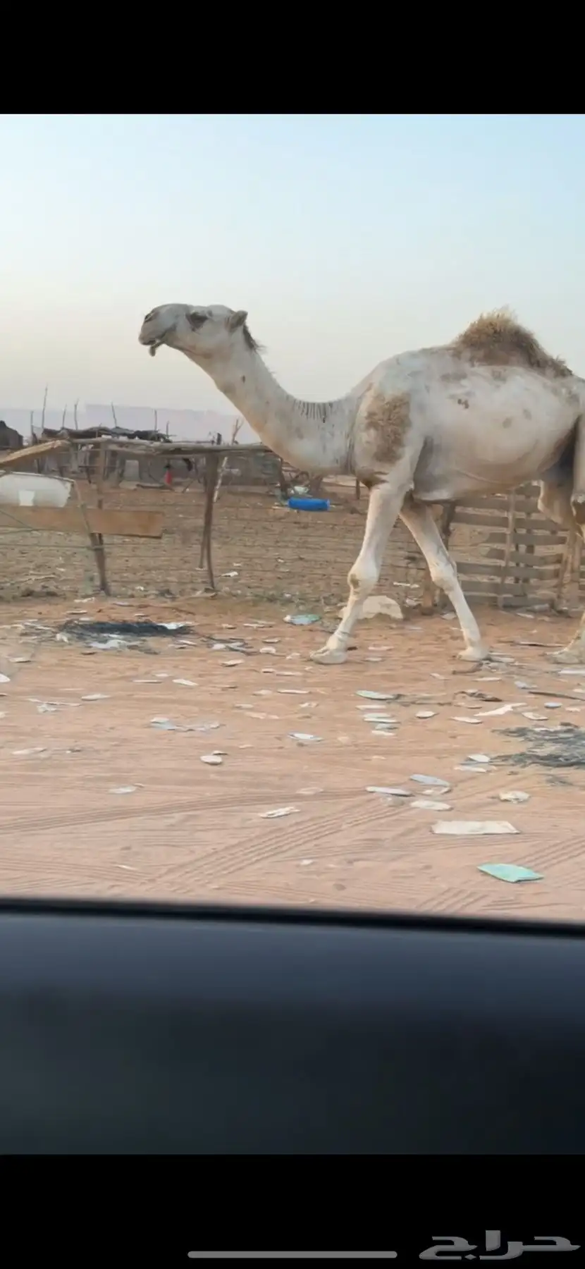 بعير للبيع 3