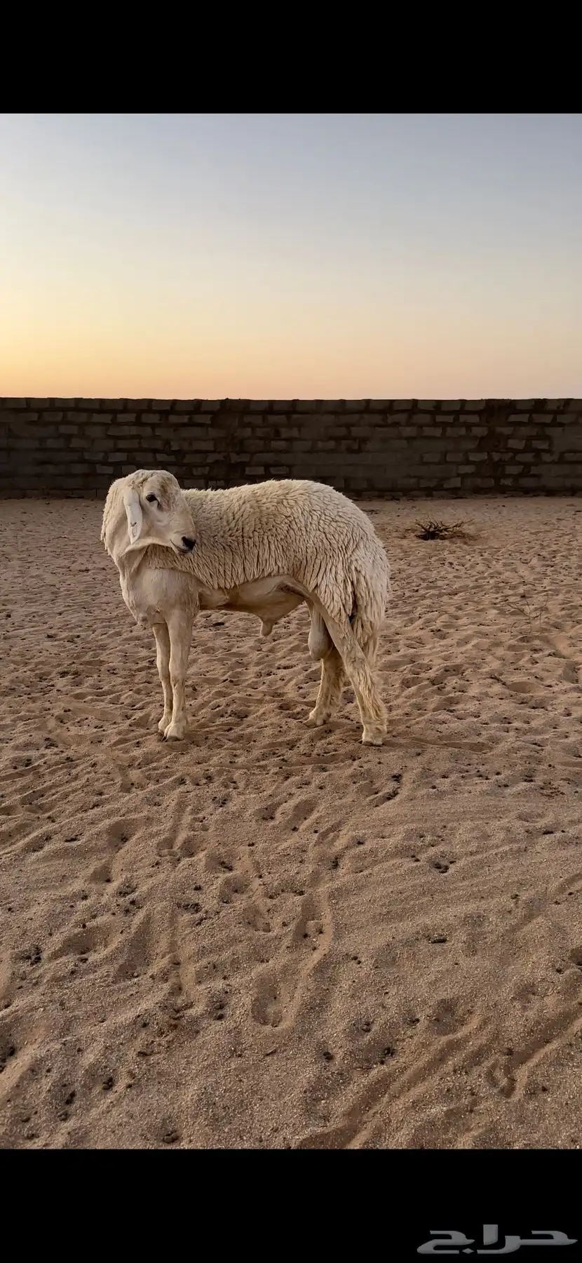 خروف حري صنف بيع مستعجل 3