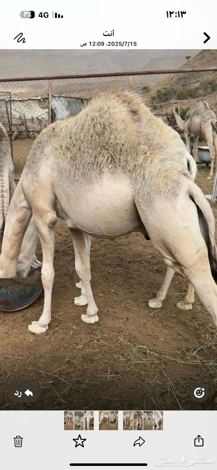 3 حشوان للبيع 3
