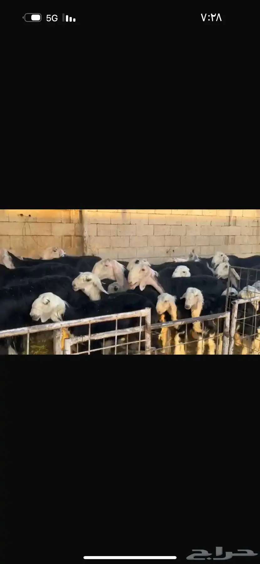 عرض بيع نجد مواليد 27تحتها 27 5