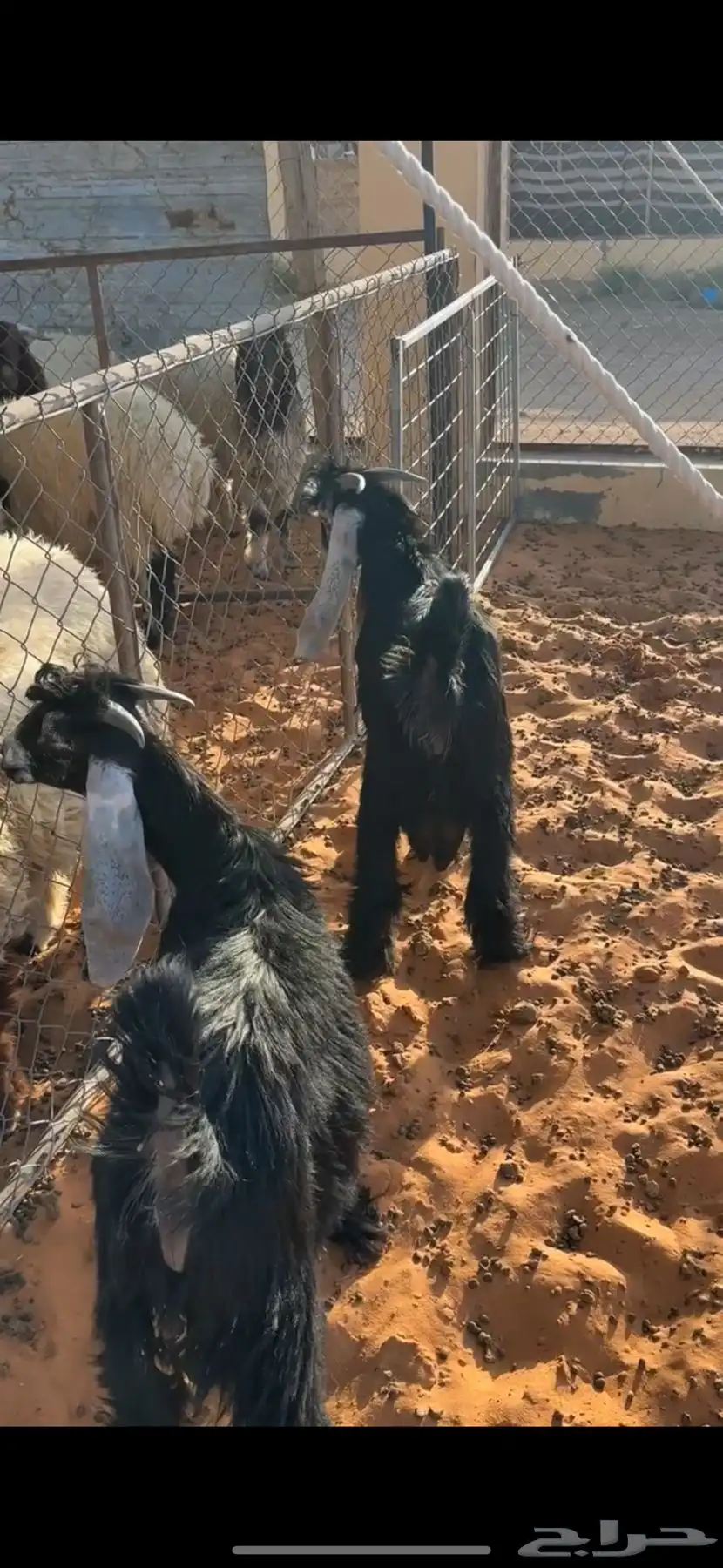 تيوس عوارض 3