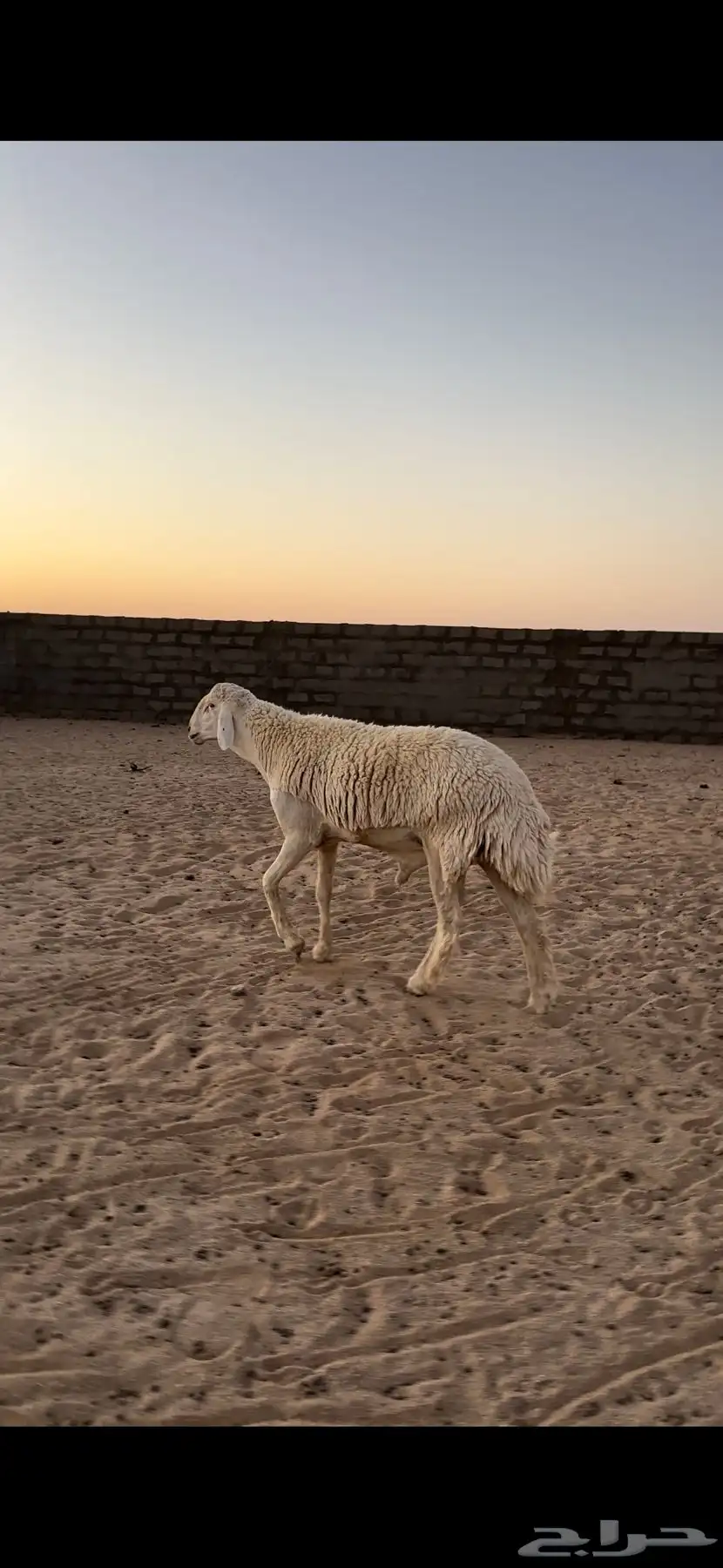 خروف حري صنف بيع مستعجل 2