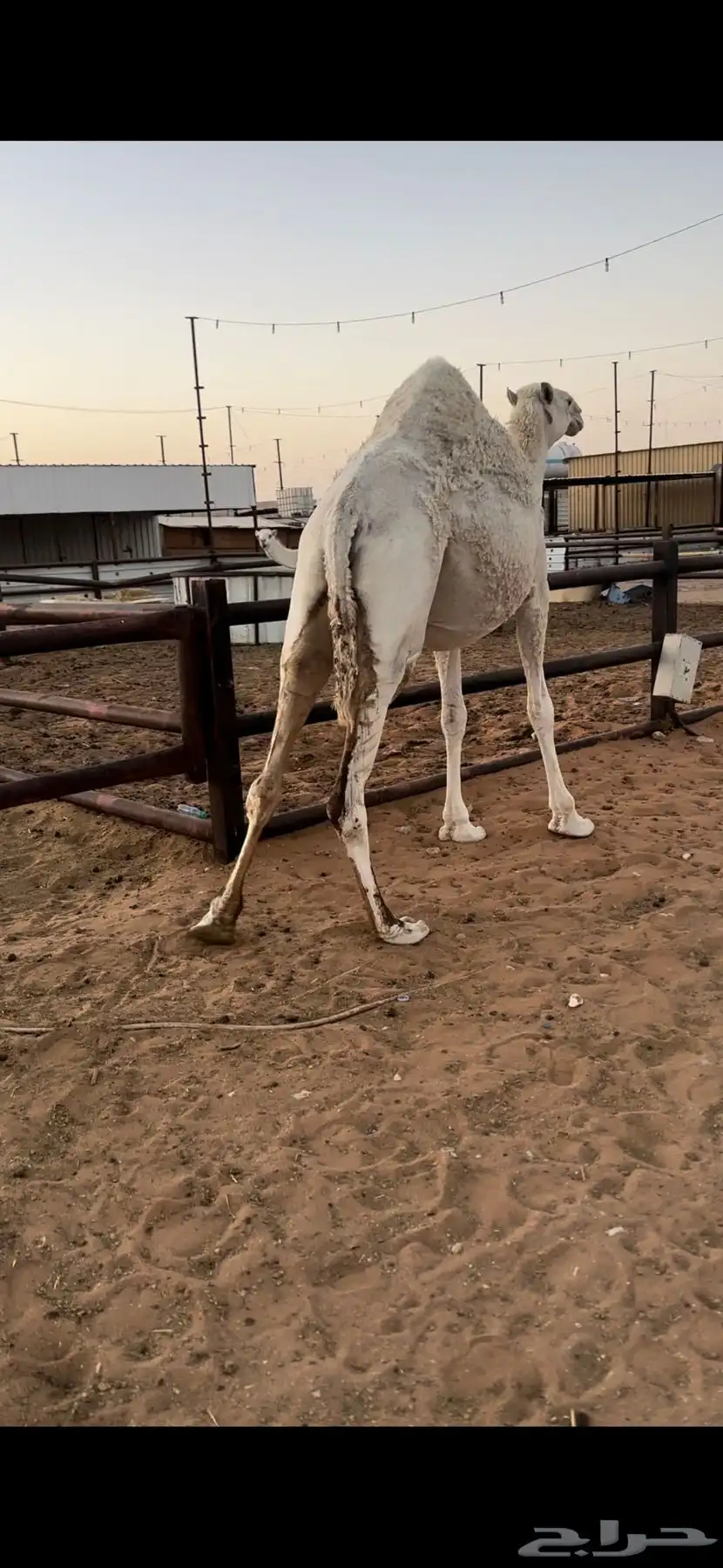لقحه وضحى طيبه 3