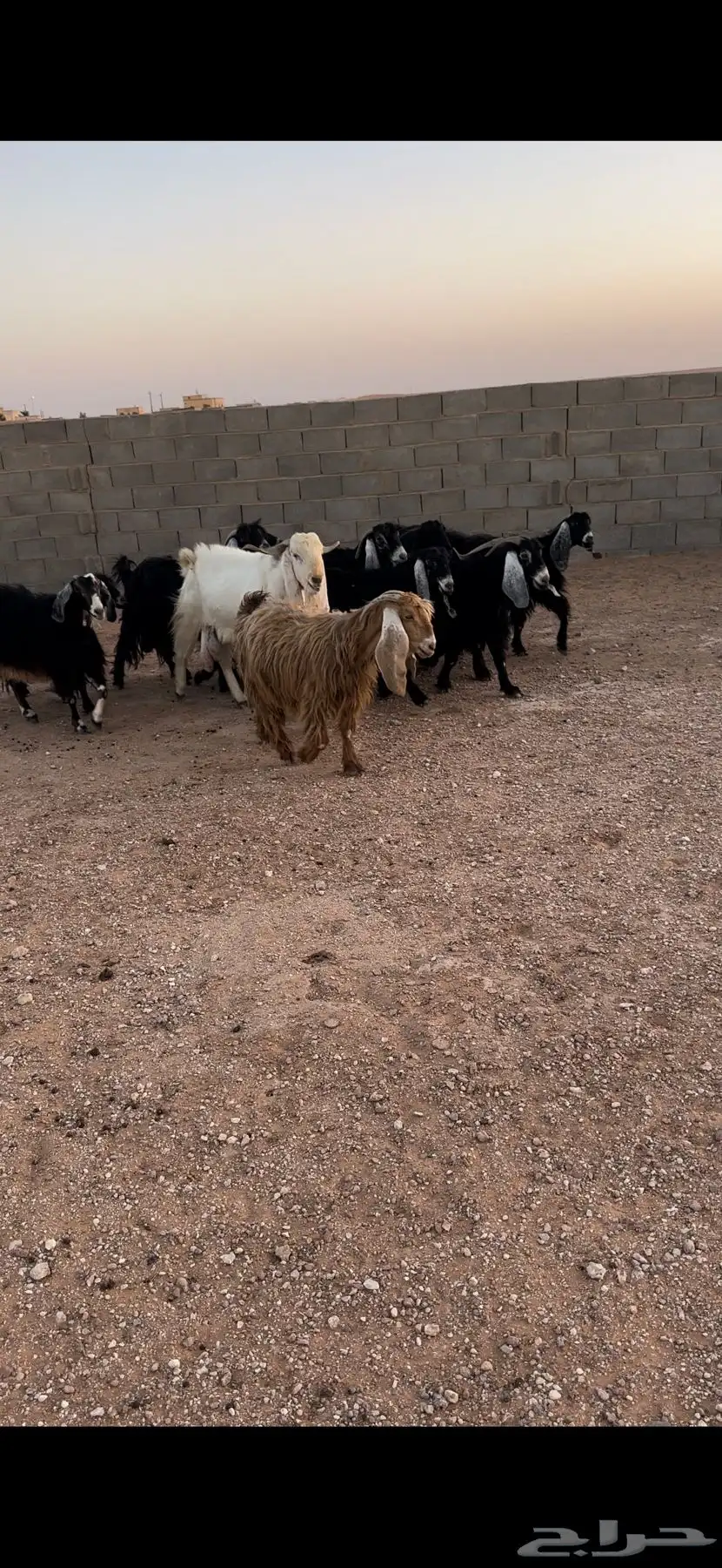 معزا مراح للبيع 4