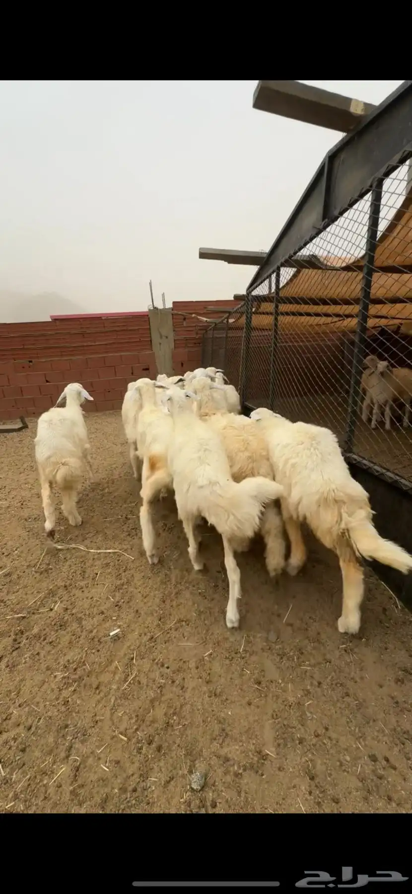للبيع رخال صافي كفو 4