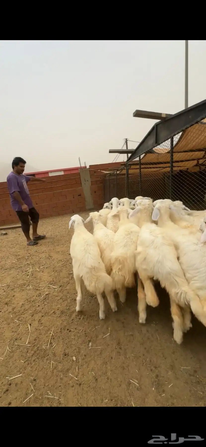 للبيع رخال صافي كفو 7