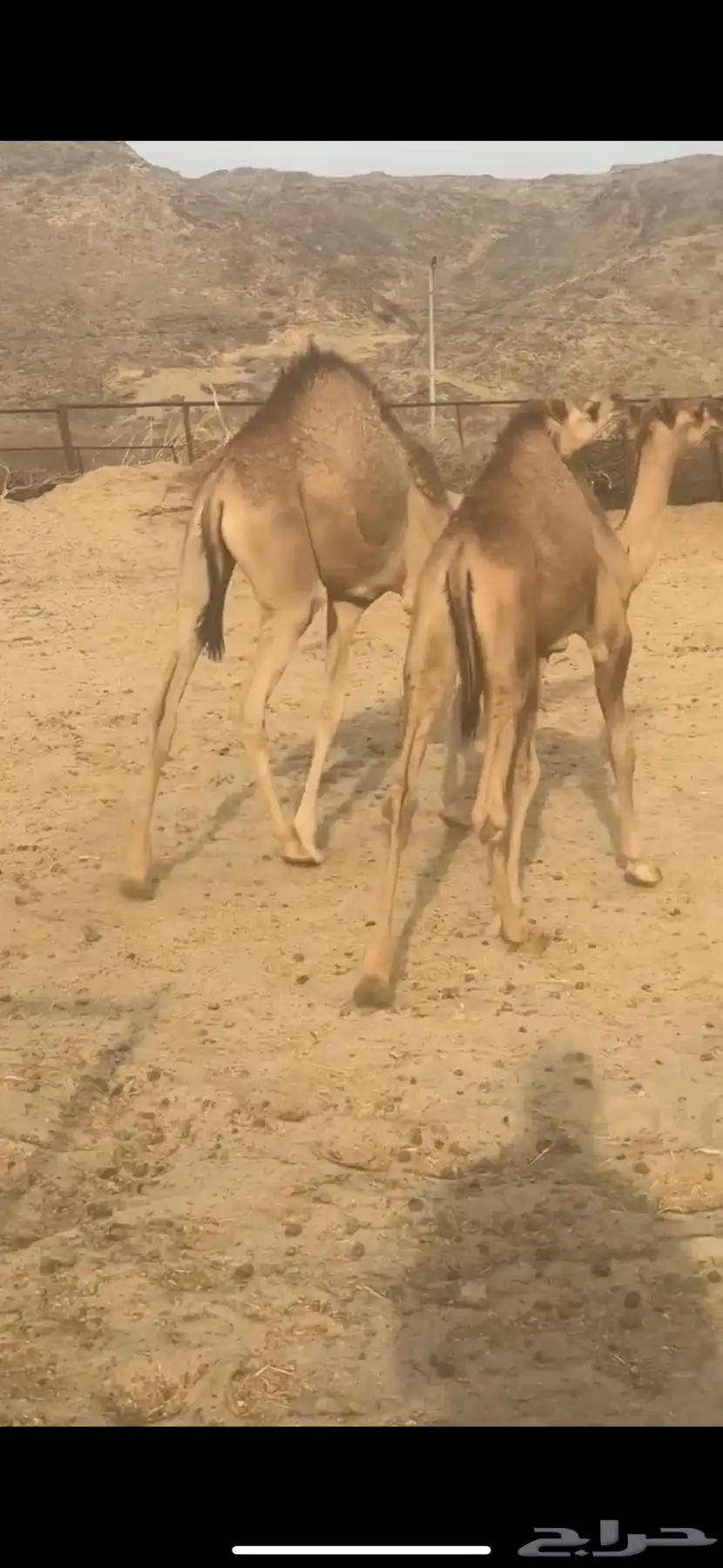 حشوان قعدان لبانيه من مراحي 8