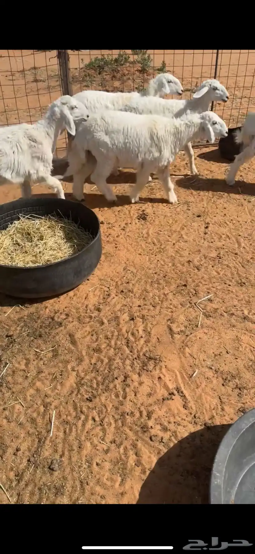 بهم حري طليان ورخال 0