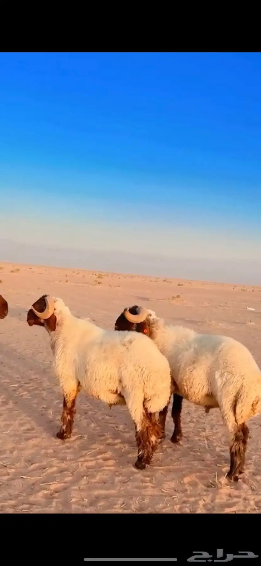 نعيم 2