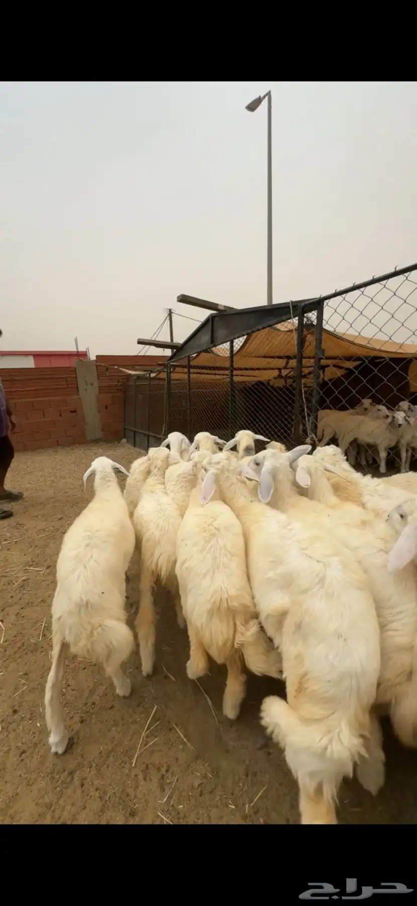 للبيع رخال صافي كفو 1