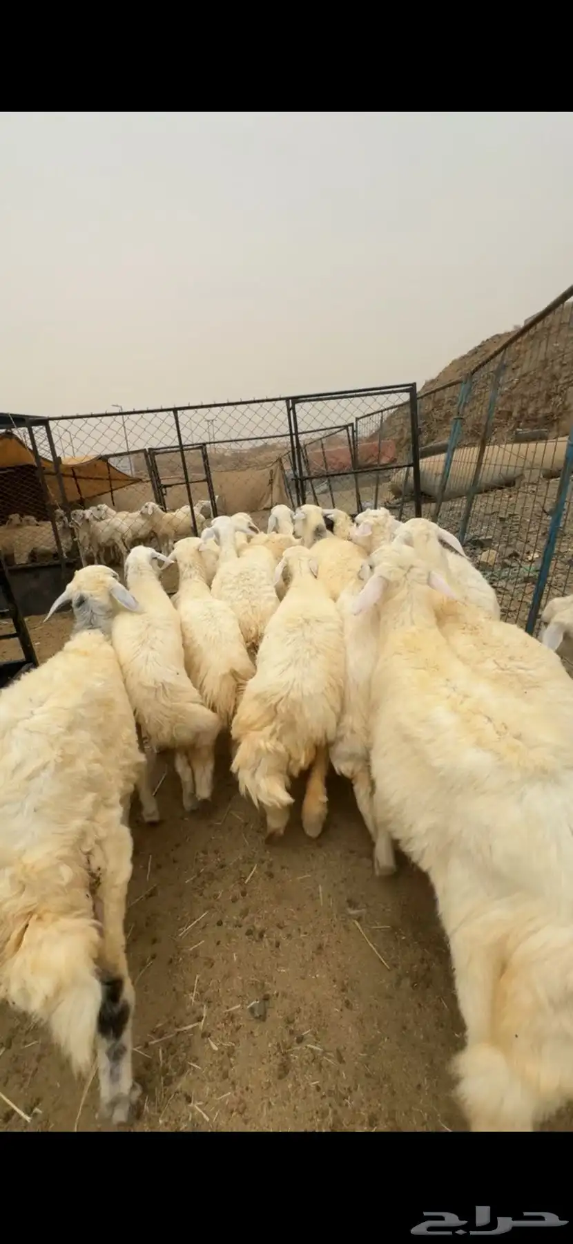 للبيع رخال صافي كفو 6