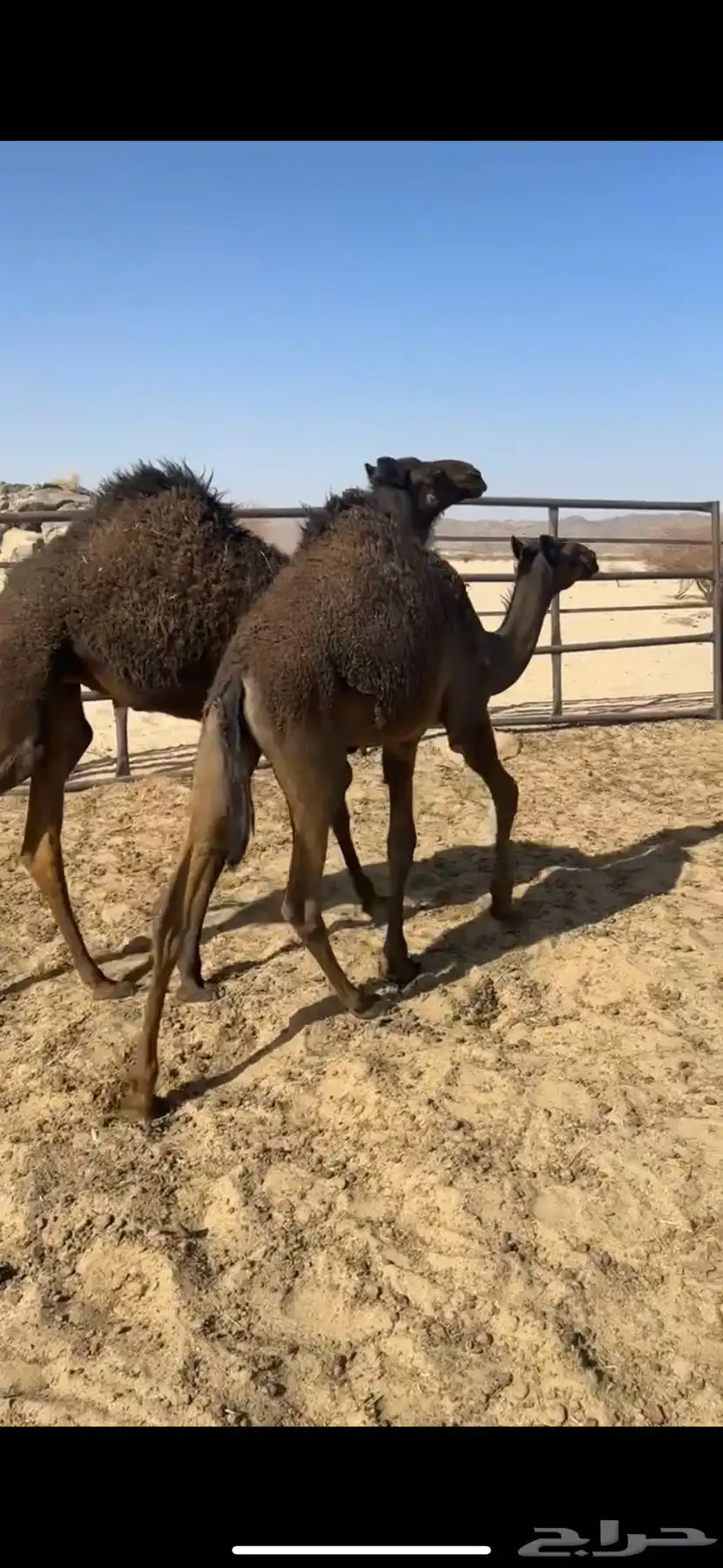 حشوان قعدان لبانيه من مراحي 5