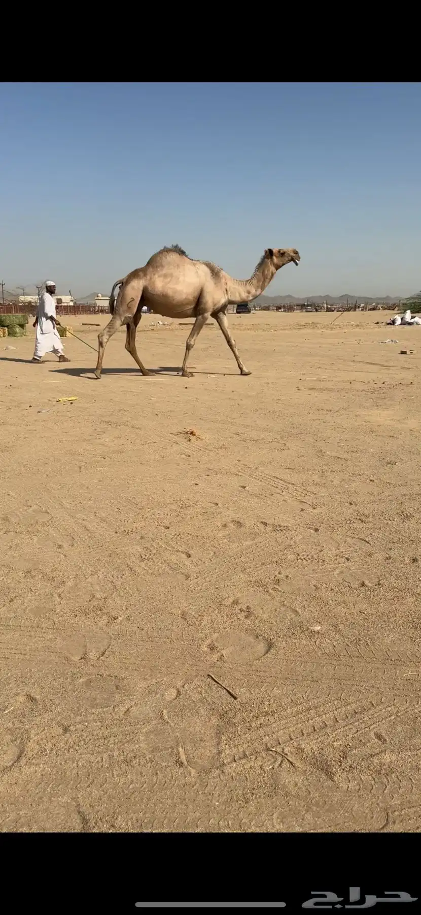 ناقة لقحه للبيع 0