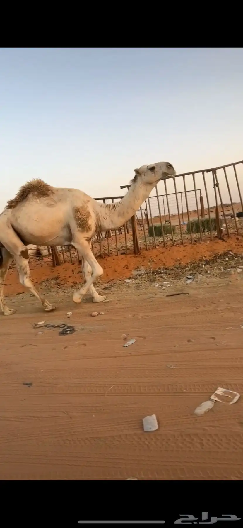بعير للبيع 1