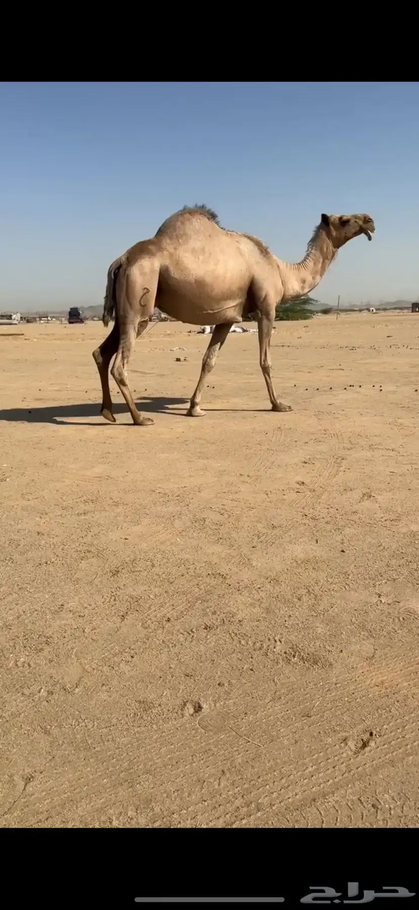 ناقة لقحه للبيع 3