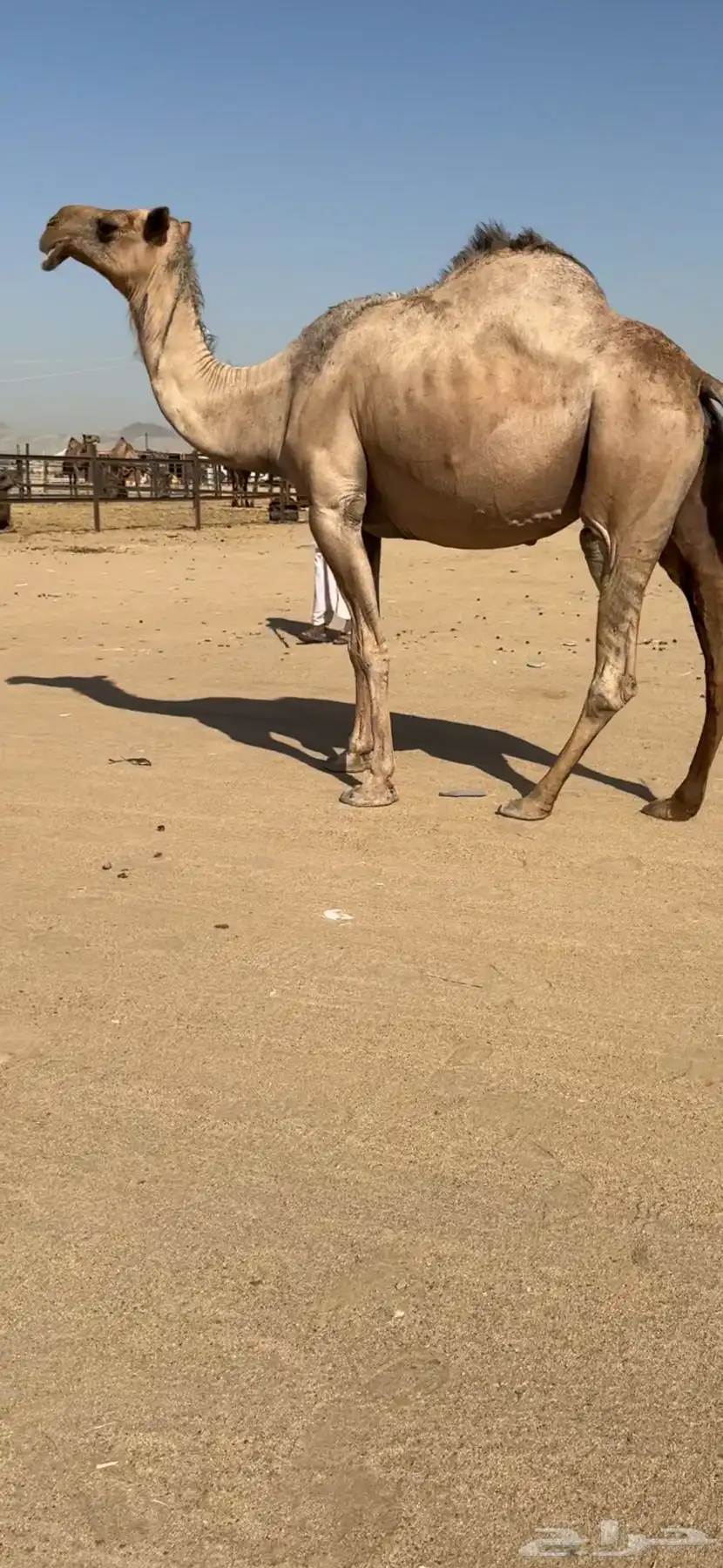 ناقة لقحه للبيع 2