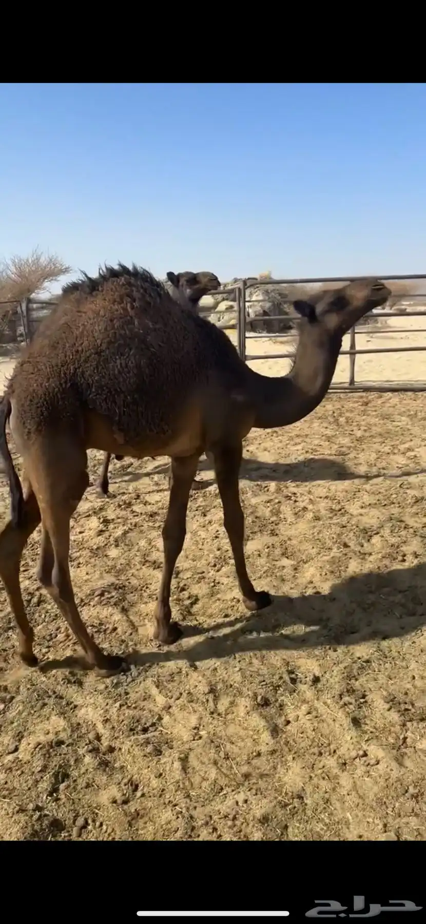 حشوان قعدان لبانيه من مراحي 2
