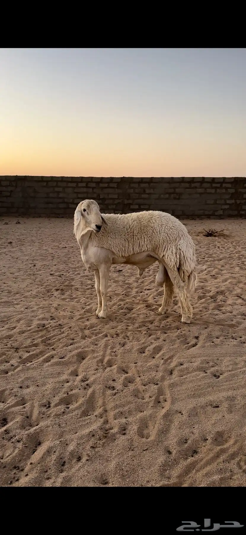 خروف حري صنف بيع مستعجل 1