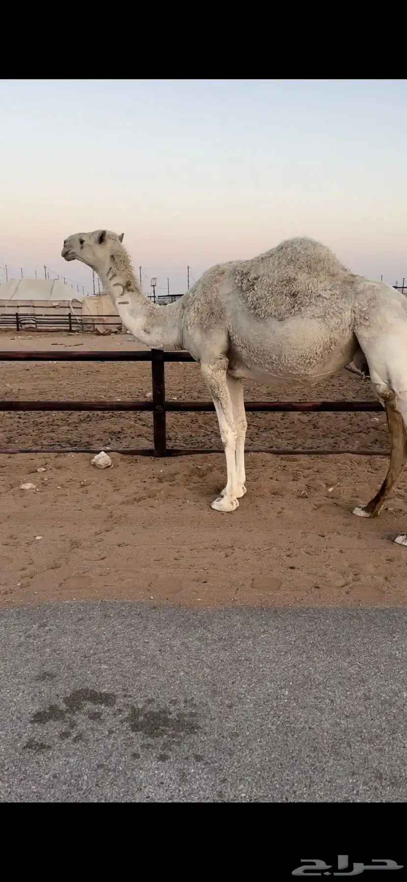لقحه وضحى طيبه 0