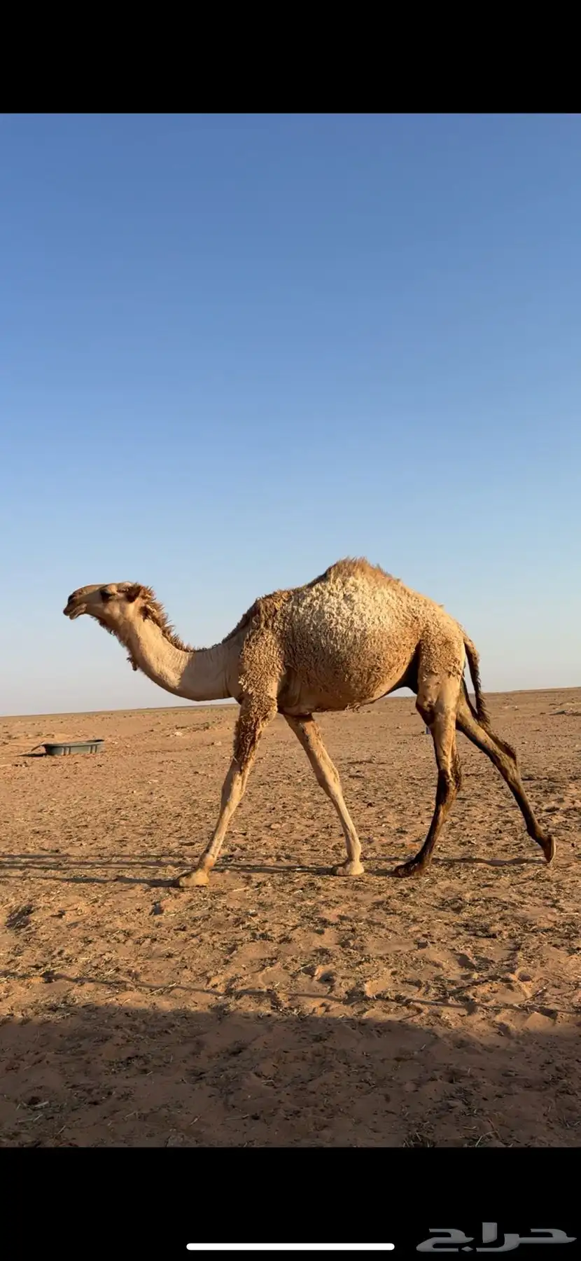 قعود فحل 0