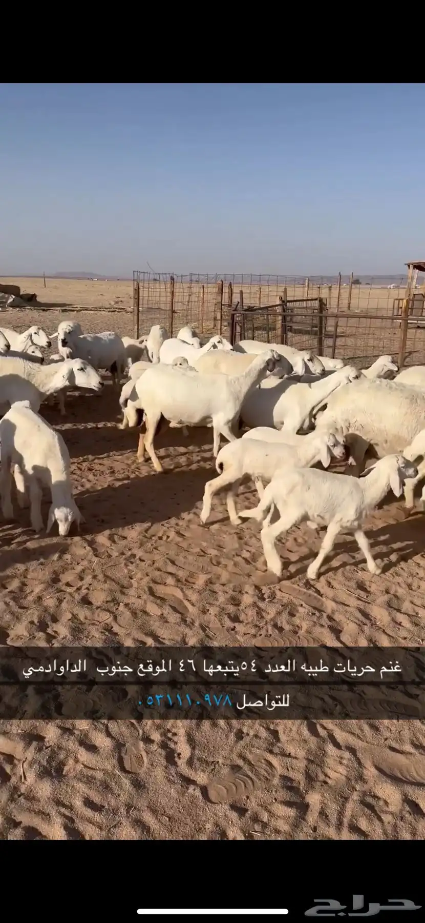 غنم مقنوي طيبه 0