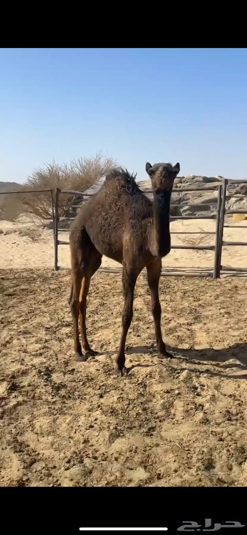حشوان قعدان لبانيه من مراحي 1
