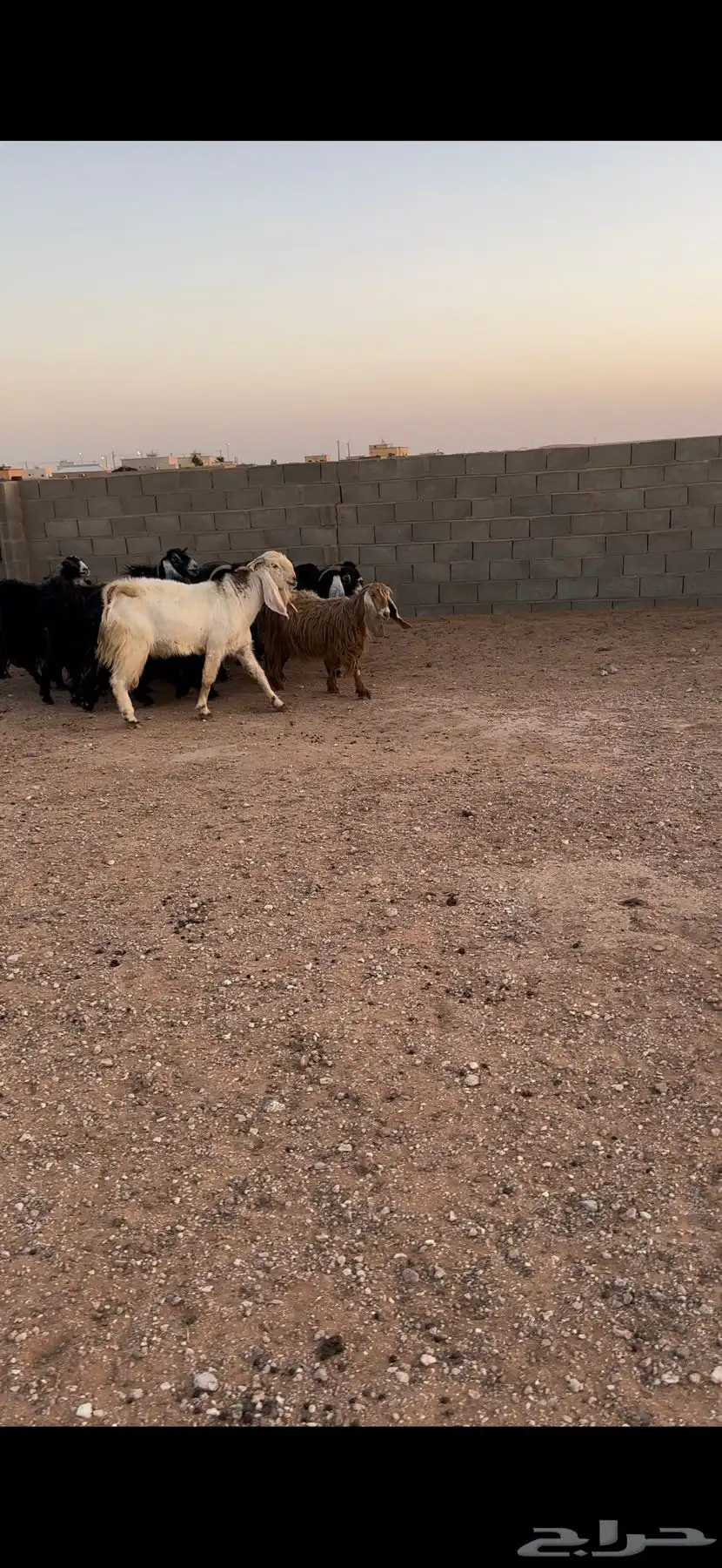 معزا مراح للبيع 0