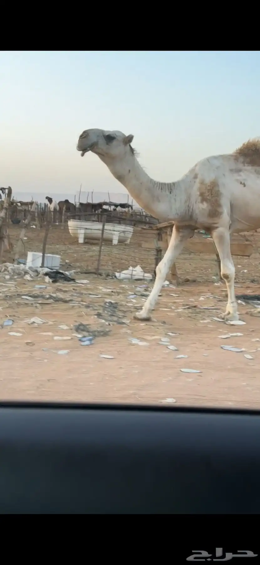 بعير للبيع 2