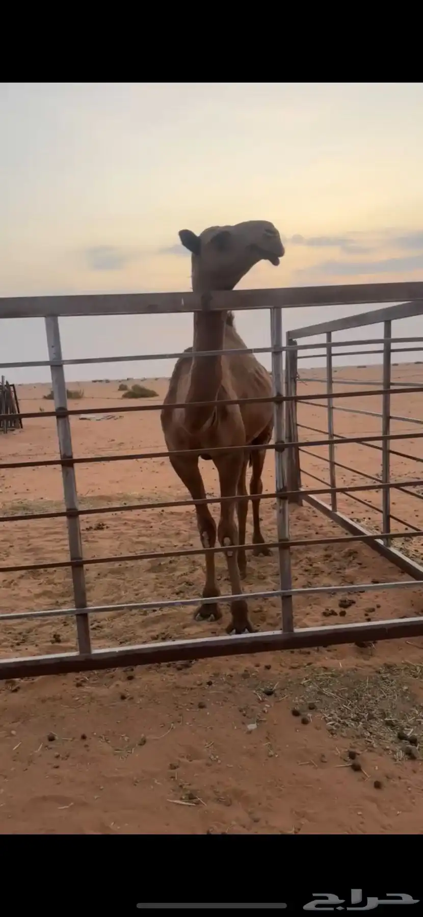 للبيع بكره مفروده صفرا كفو 0