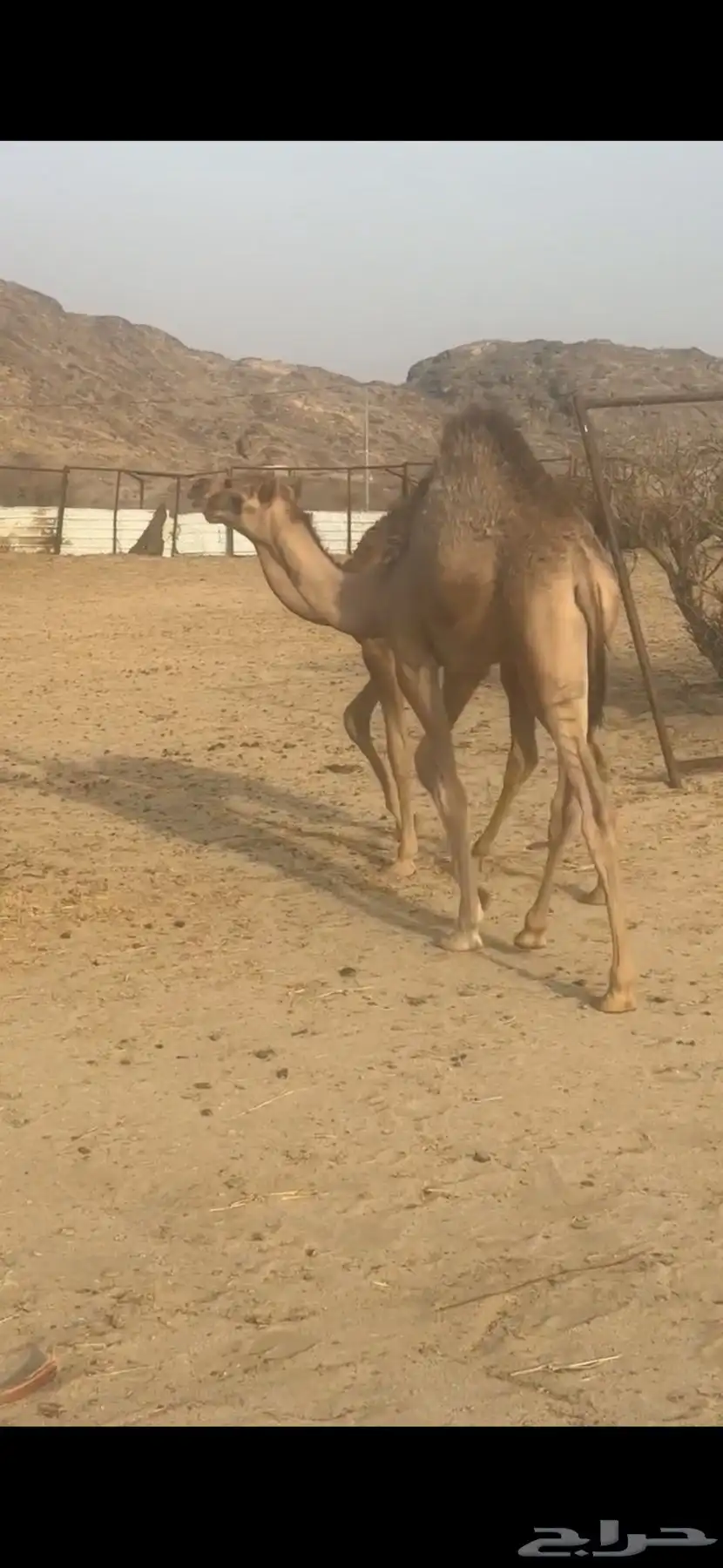 حشوان قعدان لبانيه من مراحي 9