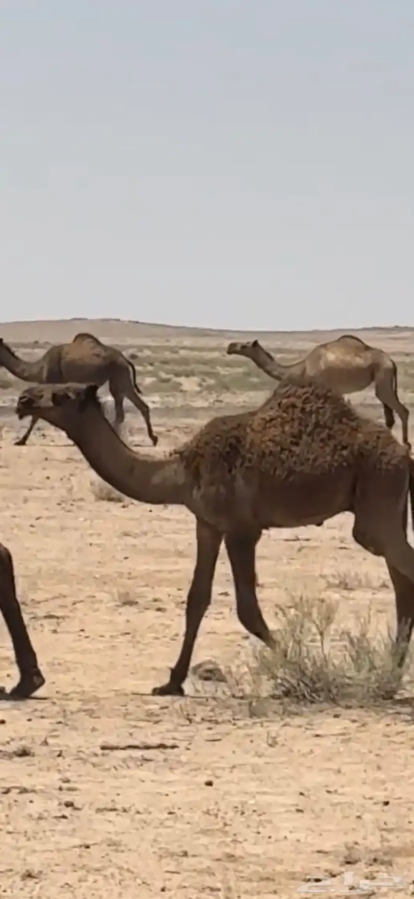 قعود دبياني طيب اطيب من التصوير عمره 5 شهور 1