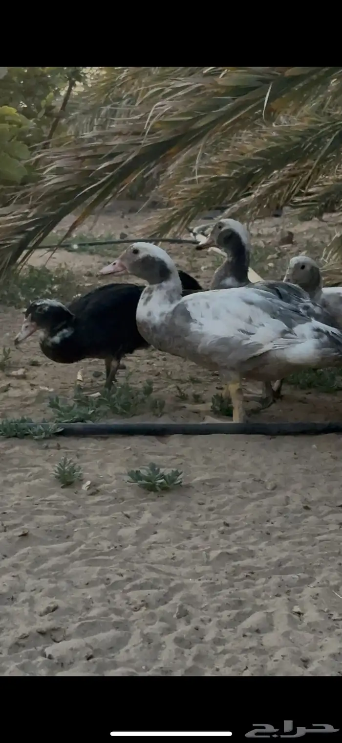 بط مسكوفي 0