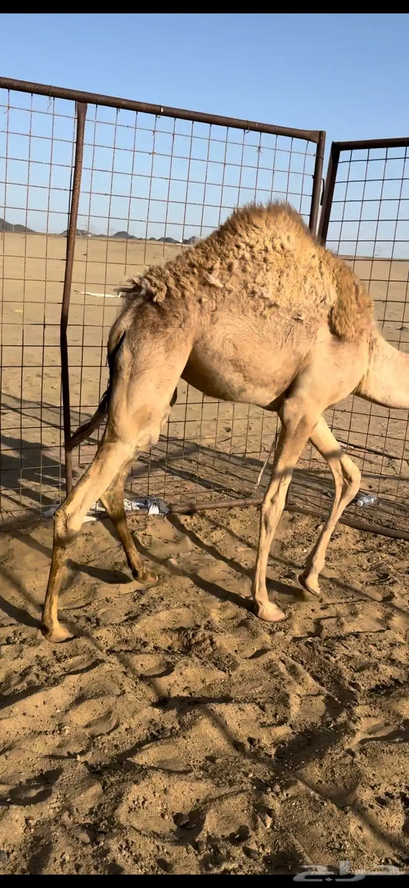 قعود وبكره سمان 2