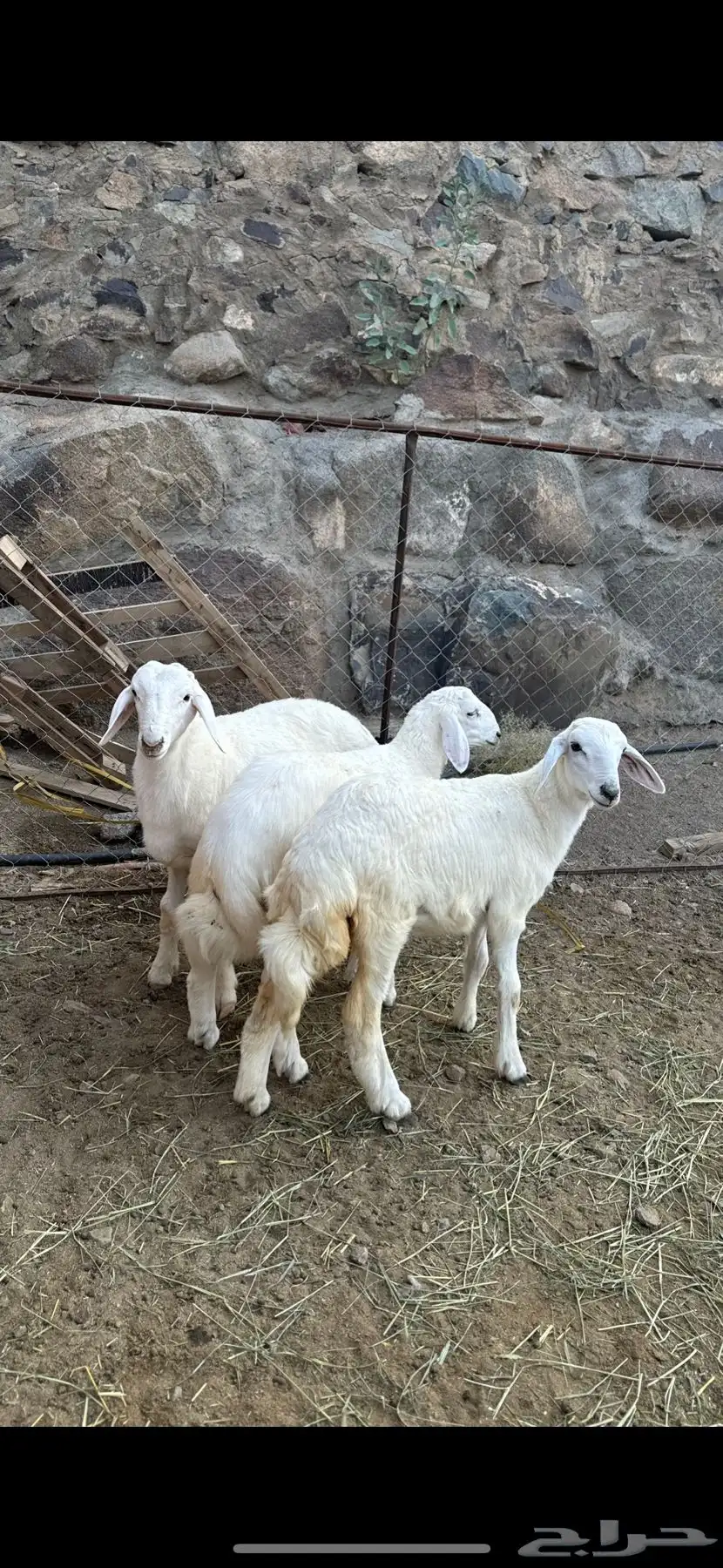 2 طليان و 1 رخال سمان وطيبه مشالله 0