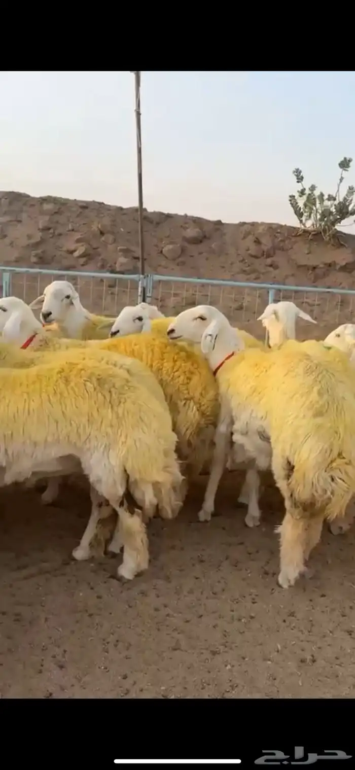 رخال جذعات صنف فاخر للي يبي يأسس مراح (تمم البيع) 7