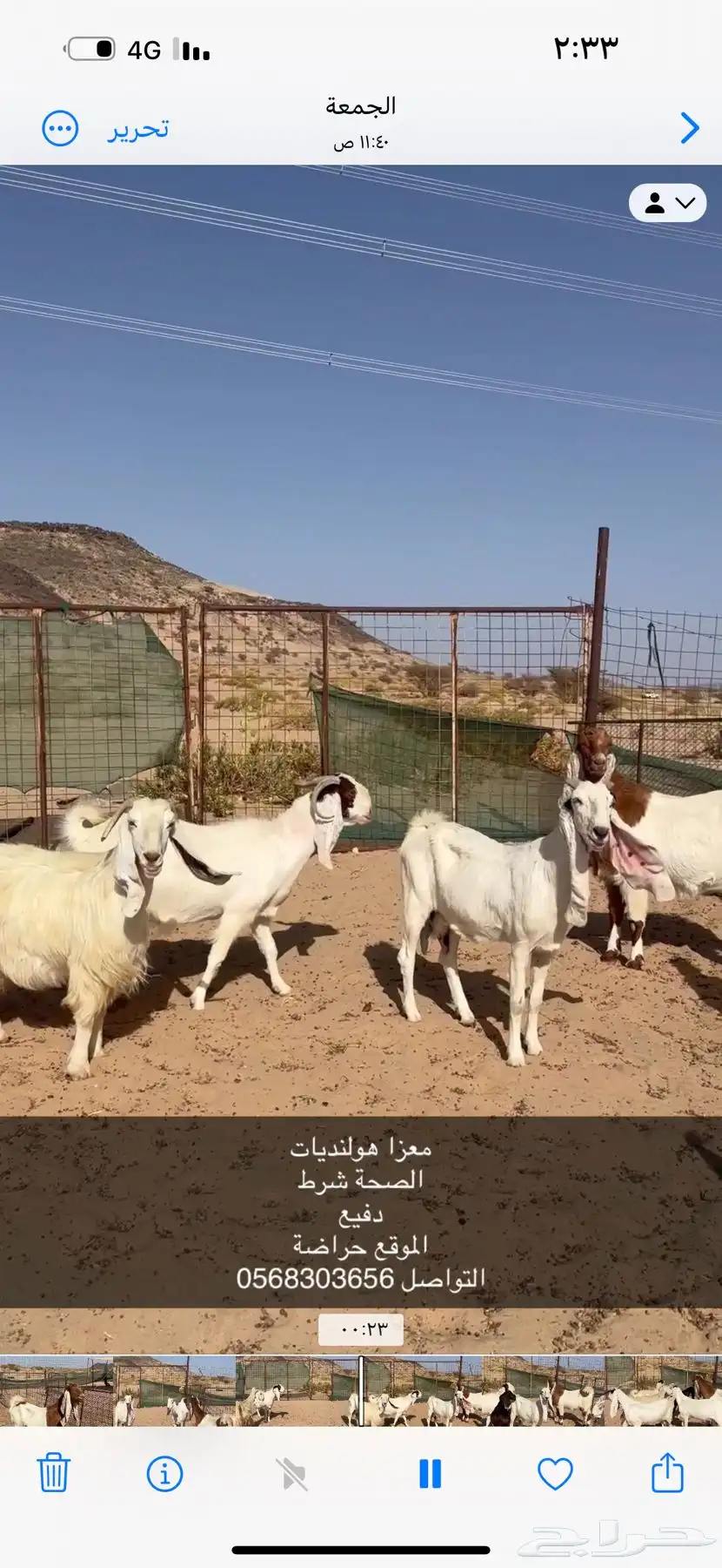 معزا هولندي دفيع شرط مشروطة ديوده نضيفه سنونه سديس و قرح 3