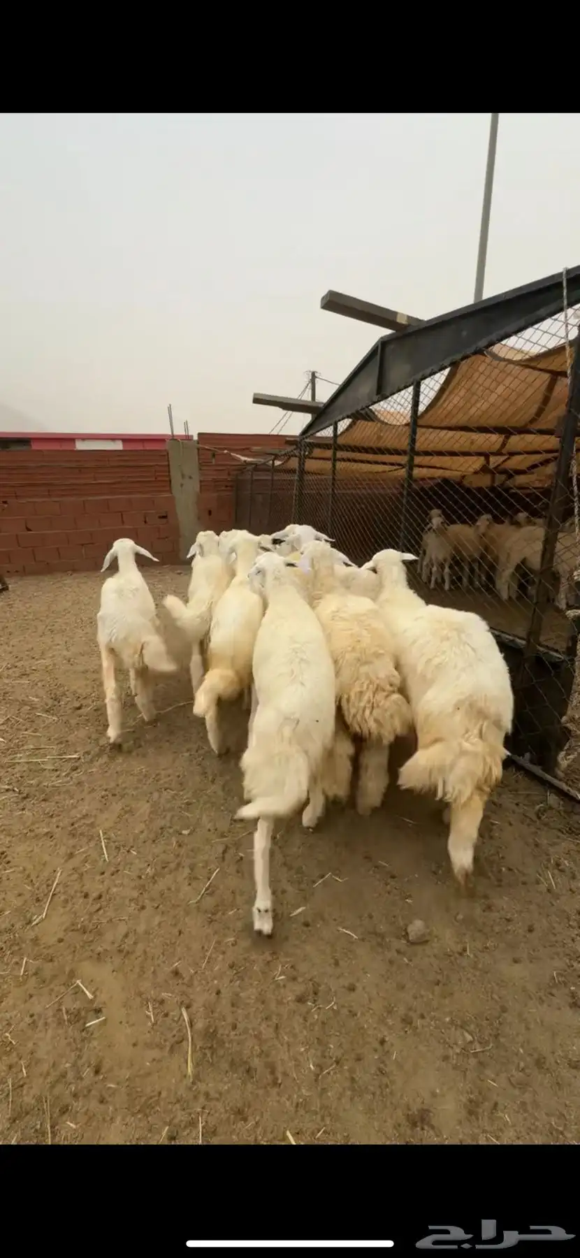 للبيع رخال صافي كفو 2