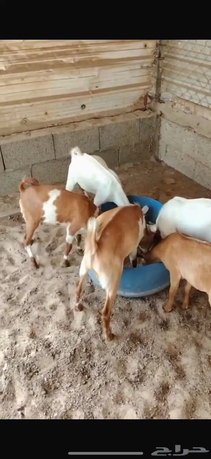 تيوس جنوبيه عمر 3 شهور وزود 2