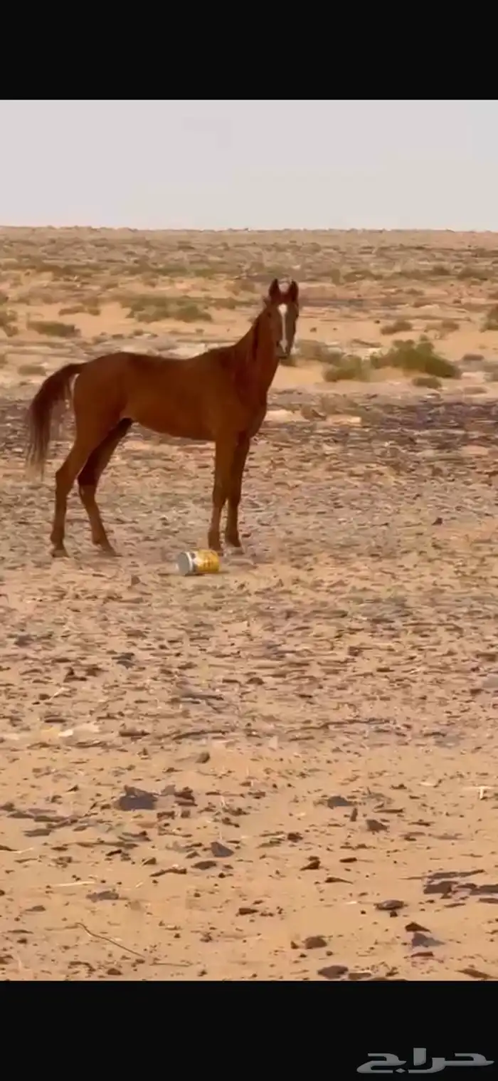 مهر شعبي معسوف 3